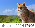 沖縄の茶トラのノラ 111447996