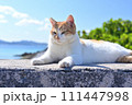 沖縄のノラ 111447998