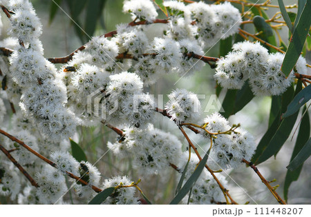 White blossoms of the Australian native Snow Gum, Eucalyptus pauciflora, family Myrtaceae, growing in Snowy mountains region, NSW. Spring summer flowering. Also known as White Sally and Cabbage Gum. 111448207