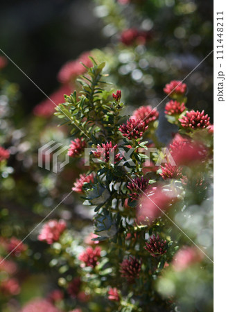 Close up of red flower buds of the Australian native Alpine Everlasting Ozothamnus alpinus, family Asteraceae, in Kosciusko region. Endemic to alpine, subalpine areas of New South Wales, Victoria. 111448211