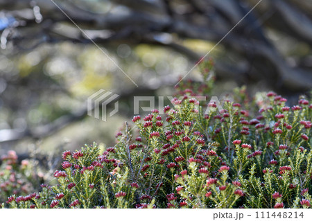 Red flowers of the Australian native Alpine Everlasting Ozothamnus alpinus, family Asteraceae, with snow gums in background, Kosciusko region, NSW. Endemic to alpine and subalpine areas NSW and Vic Red flowers of the Australian native Alpine Everlasting Ozothamnus alpinus, family Asteraceae, with snow gums in background, Kosciusko region, NSW. Endemic to alpine and subalpine areas NSW and Vic 111448214