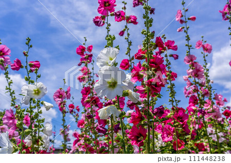 コケコッコ花～6月の立葵～ 111448238