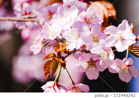 麗かな春のヤマザクラ 麗かな春のヤマザクラ 111448262