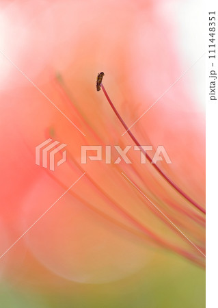 彼岸花の花のクローズアップ(ヒガンバナ 曼珠沙華) 彼岸花の花のクローズアップ(ヒガンバナ 曼珠沙華) 111448351