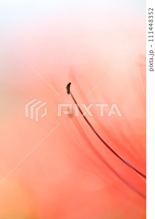 彼岸花の花のクローズアップ（ヒガンバナ　曼珠沙華） 111448352