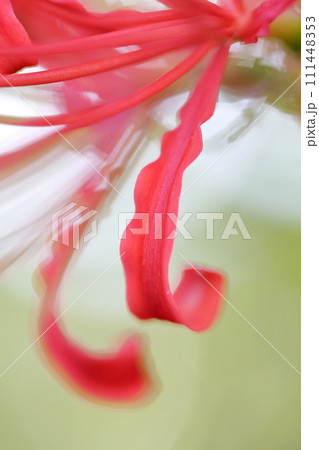 彼岸花の花のクローズアップ（ヒガンバナ　曼珠沙華） 111448353