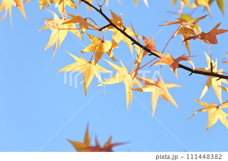 アメリカ原産の木の紅葉（アメリカフウ、 モミジバフウ） 111448382