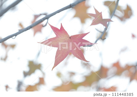 色鮮やかに紅葉する木(アメリカフウ、 モミジバフウ) 色鮮やかに紅葉する木(アメリカフウ、 モミジバフウ) 111448385