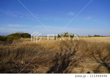 東京都民の命と財産を守る渡良瀬遊水地です。 東京都民の命と財産を守る渡良瀬遊水地です。 111448446