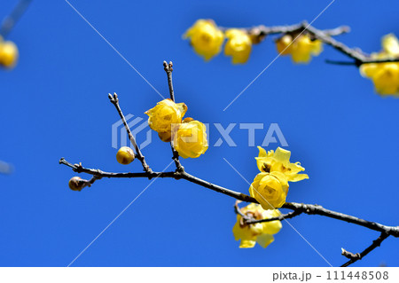 青空に映えるロウバイ 青空に映えるロウバイ 111448508