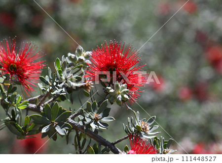 Close up of red flowers of the Australian native shrub Kunzea pulchella, family Myrtaceae. Hardy species endemic to sandy or clay soils and granite outcrops of inland south west Western Australia.  111448527