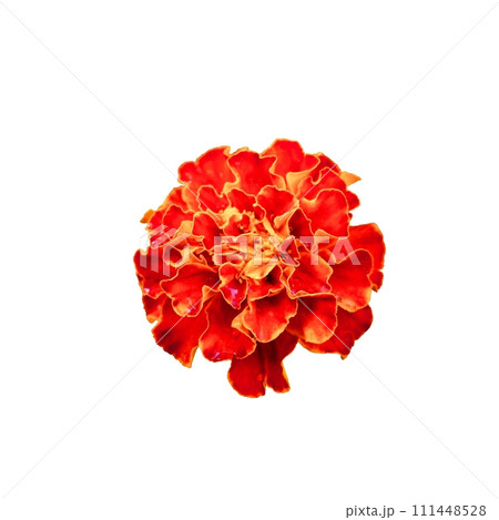 An isolated marigold bloom, its petals a mix of deep red and bright orange hues, set against a stark white backdrop. 111448528
