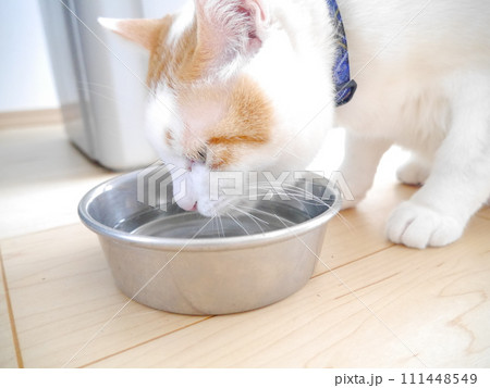 水を飲む茶白ねこ 111448549
