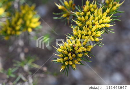 Yellow nectar filled flowers of the rare Australian native Homoranthus prolixus, family Myrtaceae. Endemic to heath in crevices on granite outcrops in northern NSW near Inverell.  111448647