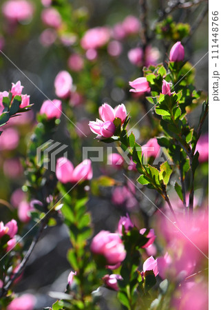Wildflower meadow of backlit pink flowers of the Australian Native Rose, Boronia serrulata, family Rutaceae. Endemic to heath and sclerophyll forest on sandstone soils of Sydney region, NSW. 111448766