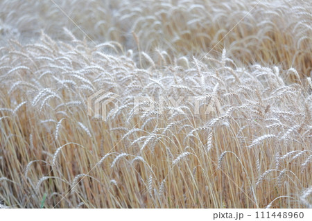 黄金の波に包まれる麦畑 111448960
