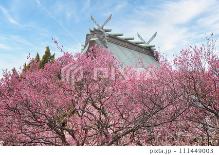 梅の咲き誇る神社　梅 111449003