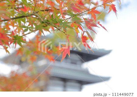 五重塔と色づいたモミジ（覚王山 日泰寺　愛知県 名古屋市） 111449077