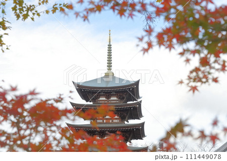 五重塔と色づいたモミジ（覚王山 日泰寺　愛知県 名古屋市） 111449078