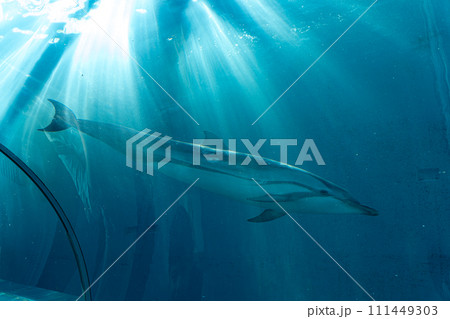 太地町立くじらの博物館 111449303