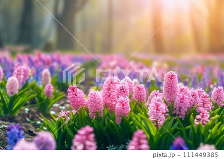 Spring glade in forest with flowering pink and purple hyacinths in sunny day in nature. Colorful natural spring landscape with with flowers, soft selective focus. generative ai. Spring glade in forest with flowering pink and purple hyacinths in sunny day in nature. Colorful natural spring landscape with with flowers, soft selective focus. generative ai. 111449385