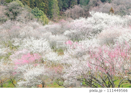 東京　高尾梅郷の風景（木下沢梅林） 111449566