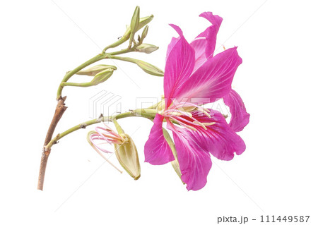 Bauhinia purpurea orchid isolated on white background 111449587