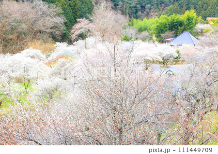 あきる野市徳雲院 梅の花 あきる野市徳雲院 梅の花 111449709