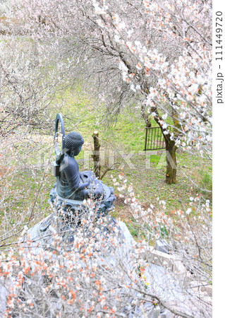 あきる野市徳雲院 梅の花 あきる野市徳雲院 梅の花 111449720