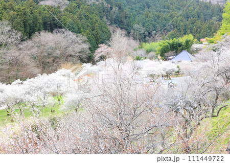 あきる野市徳雲院 梅の花 あきる野市徳雲院 梅の花 111449722