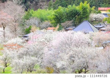 あきる野市徳雲院 梅の花 あきる野市徳雲院 梅の花 111449726
