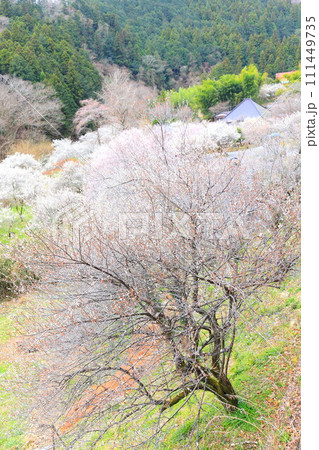 あきる野市徳雲院　梅の花 111449735