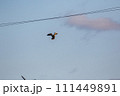 夕方の田舎の空を飛ぶカルガモ 夕方の田舎の空を飛ぶカルガモ 111449891