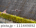 川に降りようとするカルガモ 川に降りようとするカルガモ 111449892
