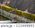 川に降りようとするカルガモとその下で川を泳ぐカルガモ 川に降りようとするカルガモとその下で川を泳ぐカルガモ 111449893