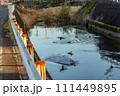 田舎の川に降りようとしたり泳いだりしているカルガモの群れ 田舎の川に降りようとしたり泳いだりしているカルガモの群れ 111449895