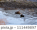 川を泳ぐ2羽のカルガモ 川を泳ぐ2羽のカルガモ 111449897