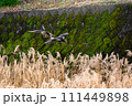 川に降りようとする2羽のカルガモ 川に降りようとする2羽のカルガモ 111449898