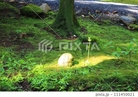 苔むした岩と光 苔むした岩と光 111450021