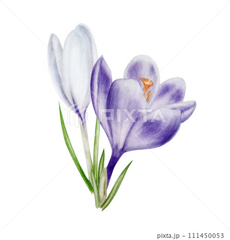 Watercolor white and purple blooming crocus flower isolated on white background. Spring and easter botanical hand painted saffron illustration. For designers, wedding, decoration, postcards, wrapping Watercolor white and purple blooming crocus flower isolated on white background. Spring and easter botanical hand painted saffron illustration. For designers, wedding, decoration, postcards, wrapping 111450053