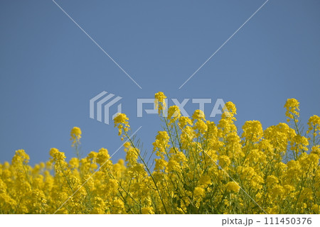 青空に向かって咲く菜の花 111450376
