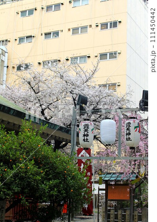 露天神社と桜 露天神社と桜 111450442