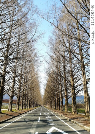 高島市メタセコイア並木道 高島市メタセコイア並木道 111450446