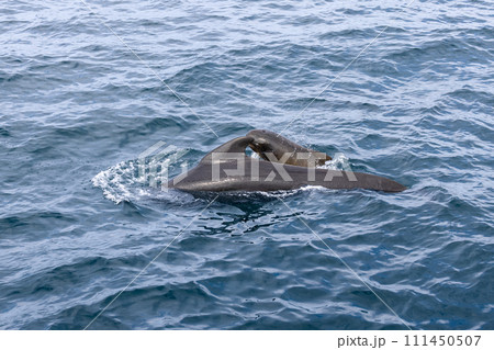 wirling waves of the Norwegian Sea frame a tender moment between whale and calf  111450507