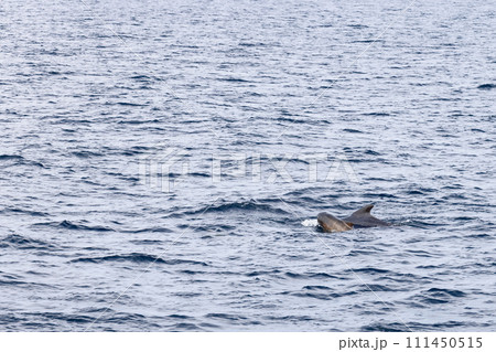 In the Arctic's embrace, a mother pilot whale guides her calf through icy waters In the Arctic's embrace, a mother pilot whale guides her calf through icy waters 111450515