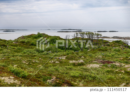 Serene Norwegian tundra, sparse trees, moss rocks overlooking Arctic waters 111450517