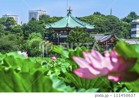 夏の上野恩賜公園　不忍池に咲く蓮の花と弁天堂【東京都・台東区】 111450637