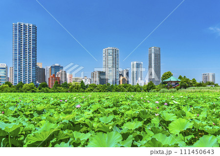 夏の上野恩賜公園　不忍池の蓮とビル群【東京都・台東区】 111450643