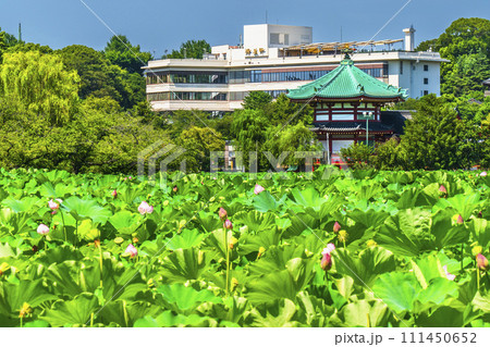 夏の上野恩賜公園 不忍池の蓮と弁天堂【東京都・台東区】 夏の上野恩賜公園 不忍池の蓮と弁天堂【東京都・台東区】 111450652