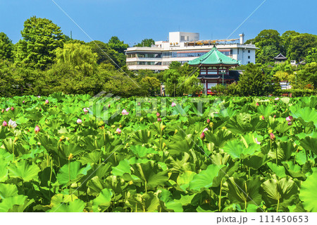 夏の上野恩賜公園　不忍池の蓮と弁天堂【東京都・台東区】 111450653